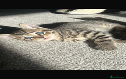 British Shorthair cats for sale: 🐾✨British Shorthair × Silver Tabby Kittens✨🐾 - Image 4