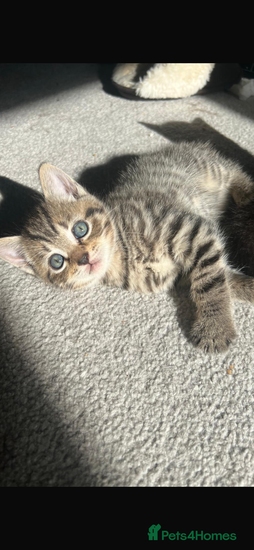 British Shorthair cats for sale: 🐾✨British Shorthair × Silver Tabby Kittens✨🐾 - Image 4