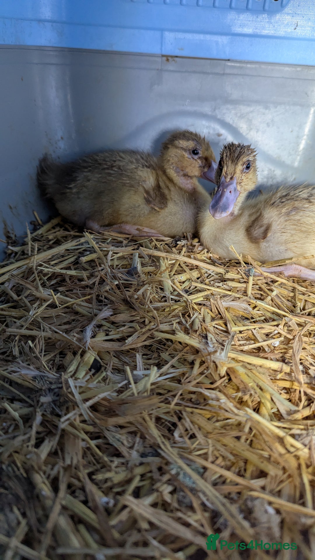 Ducks poultry for sale: 2 harlequin runner ducklings  - Advert 5