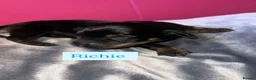 Dachshund dogs for sale: Dachshund Puppys - Advert 8