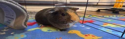 Guinea Pig rodents for sale: 2x Guinea pigs  - Advert 6