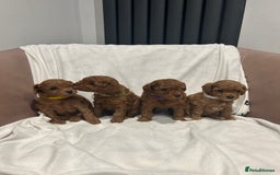 Toy Poodle dogs for sale: Tiny Toy Poodles - Advert 3