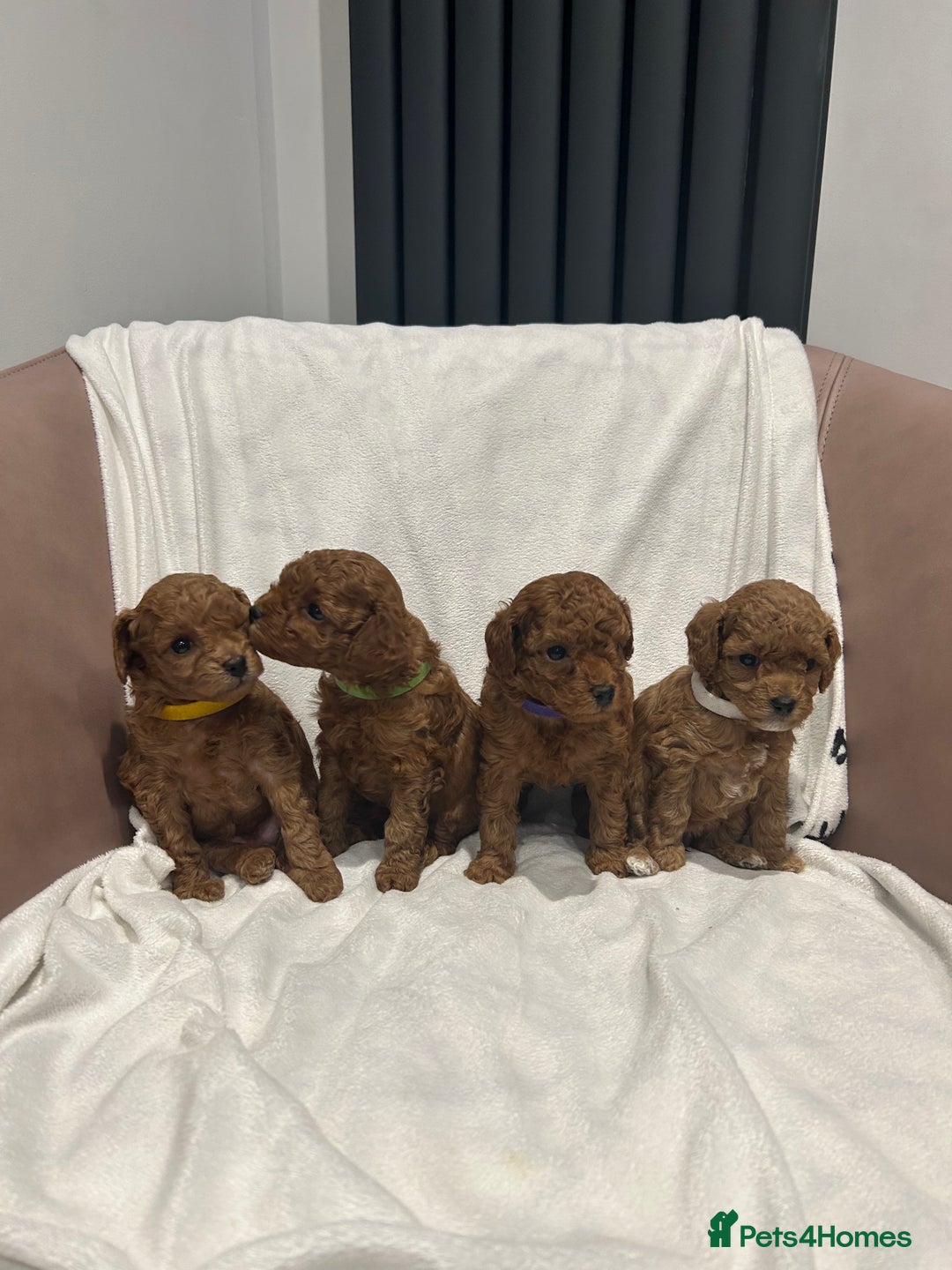Toy Poodle dogs for sale: Tiny Toy Poodles - Advert 3