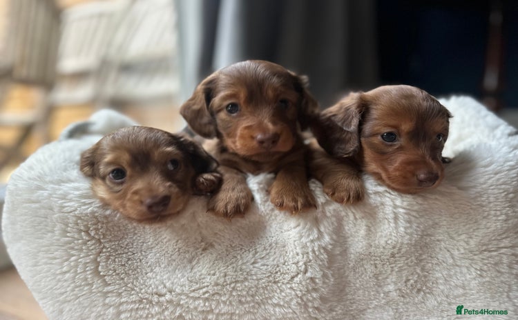 Dachshund dogs - Advert 2