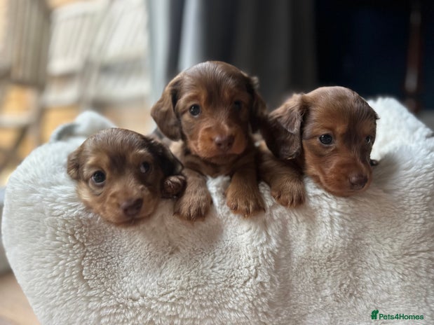 Dachshund dogs - Advert 1