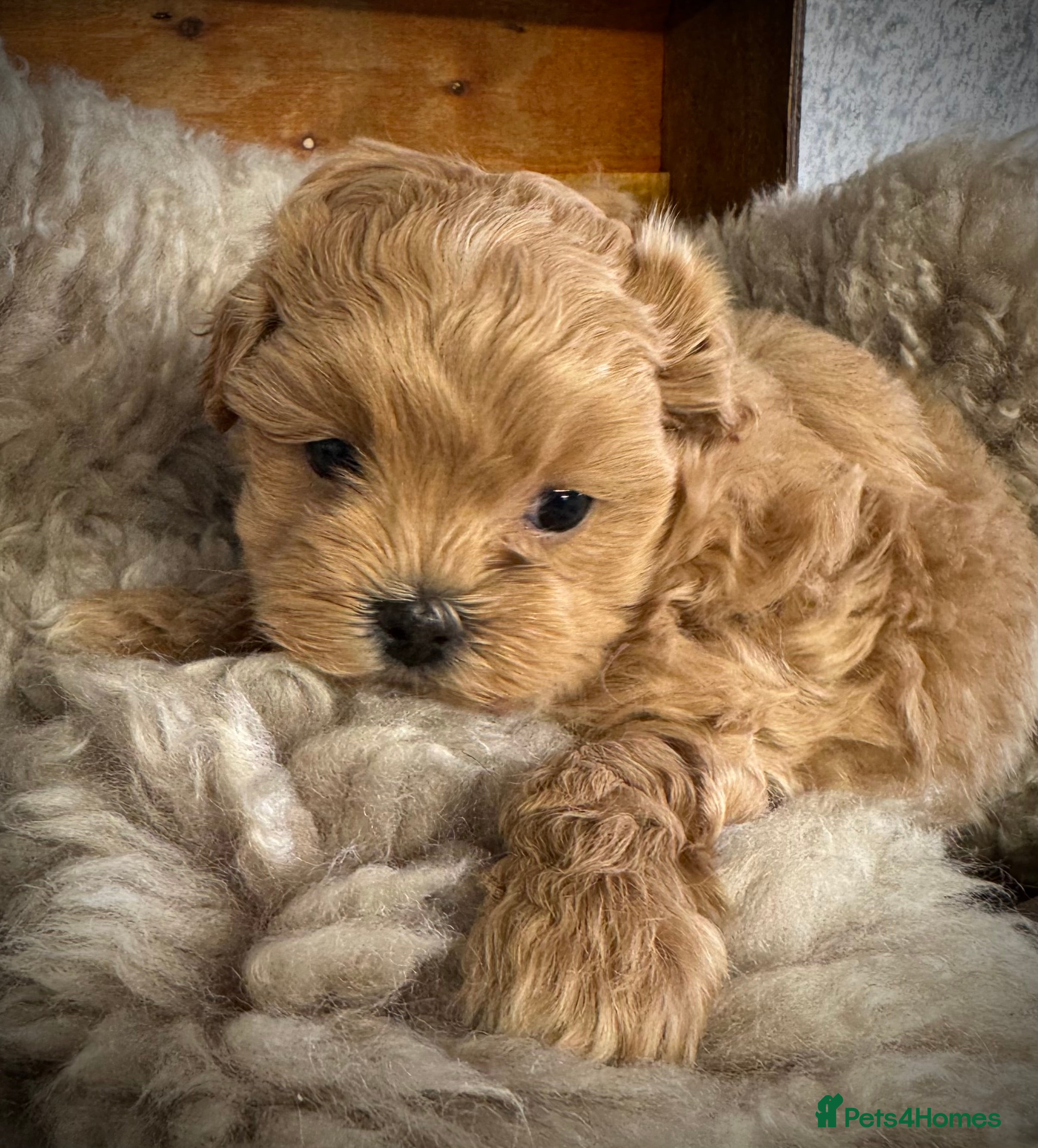 Maltipoo dogs One boy left to reserve  - Advert 5