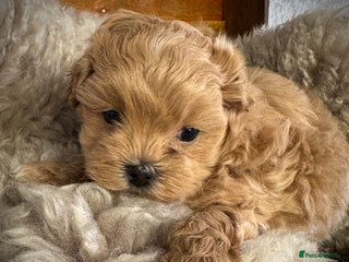Maltipoo dogs One boy left to reserve - Advert 5
