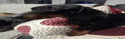 Mixed Breed dogs for sale: Schnoxie puppies  - Advert 7
