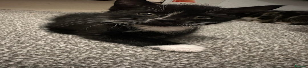 British Shorthair Kitten 2