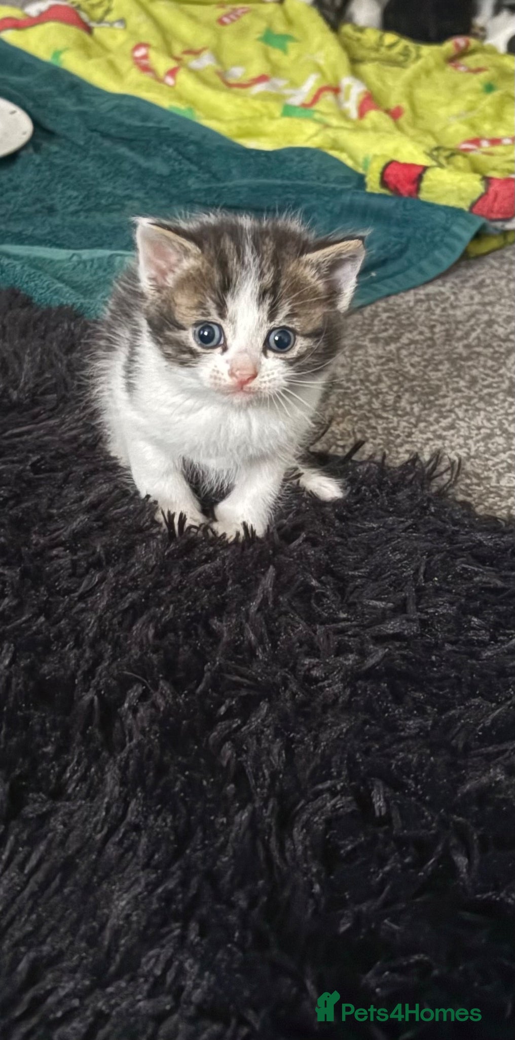 Mixed Breed cats 2 male kittens  - Advert 2