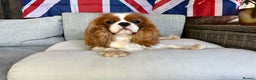 Cavalier King Charles Spaniel dogs for stud: KC Reg Health Tested Excellent Pedigrees for STUD in Nottingham - Advert 10