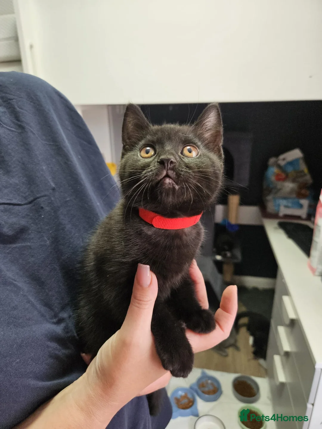 Mixed Breed cats for sale: British shorthair mixed  in Wakefield - Advert 2