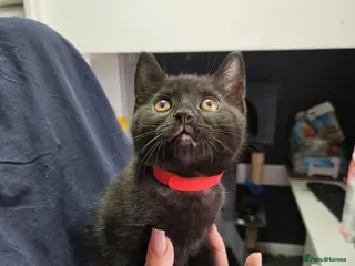 Mixed Breed cats British shorthair mixed - Advert 17