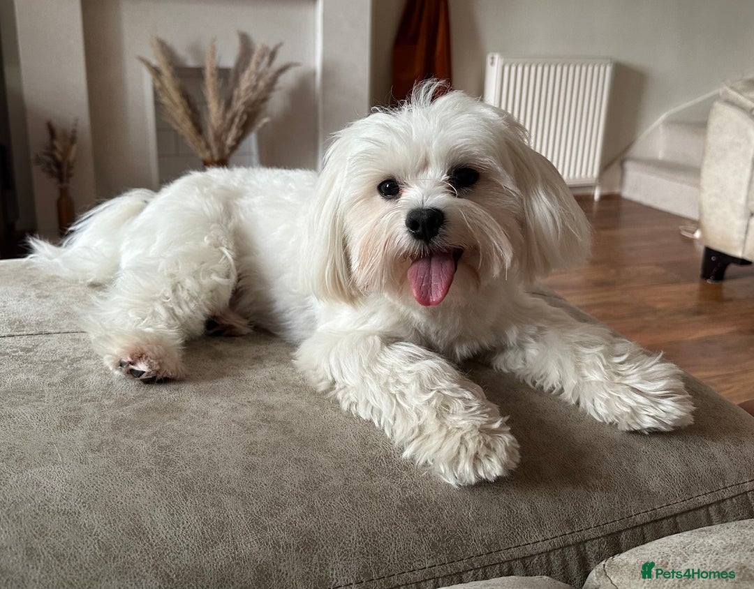 Maltese dogs for stud: MALTESE FOR STUD - FULLY HEALTH TESTED - Advert 3