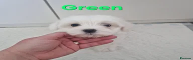 Maltese Puppy 2