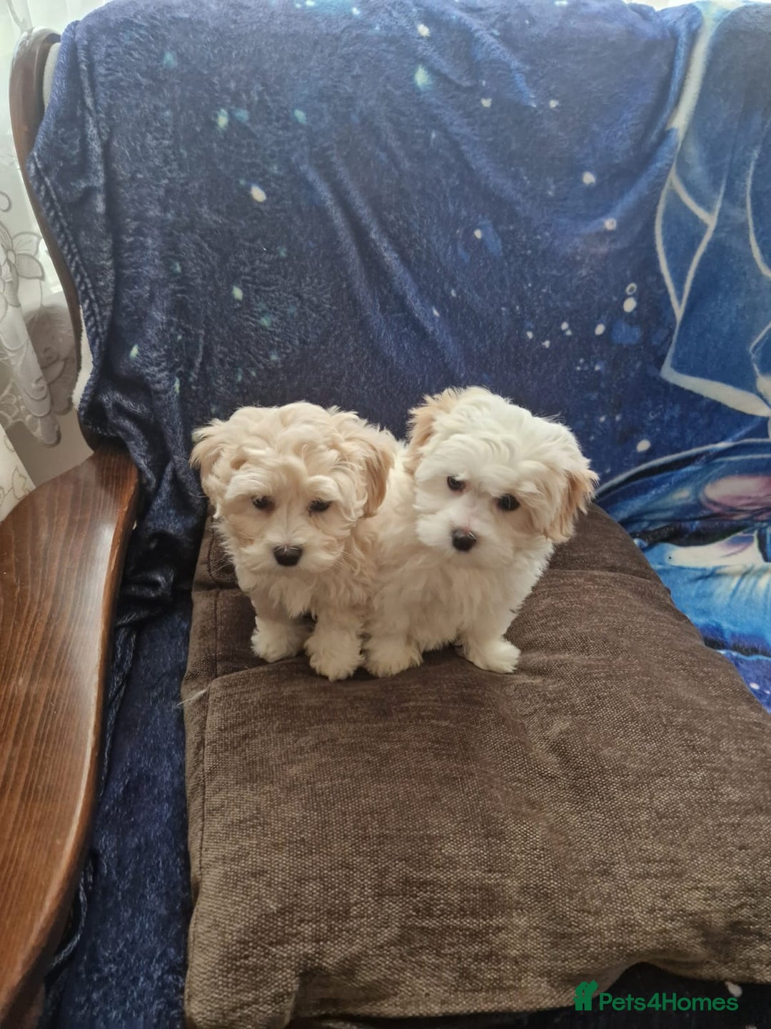 Havanese dogs for sale: Beautiful Bichon Puppies Available!  - Advert 5