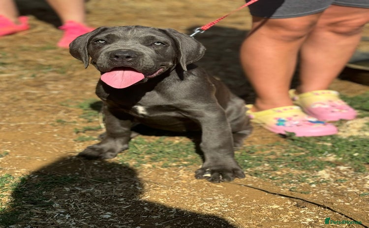 Cane Corso dogs - Advert 3
