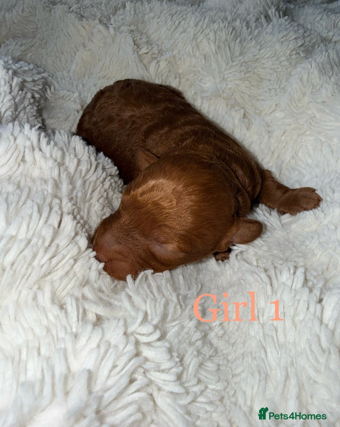Toy Poodle dogs KC Toy Poodle puppies for sale - Advert 2