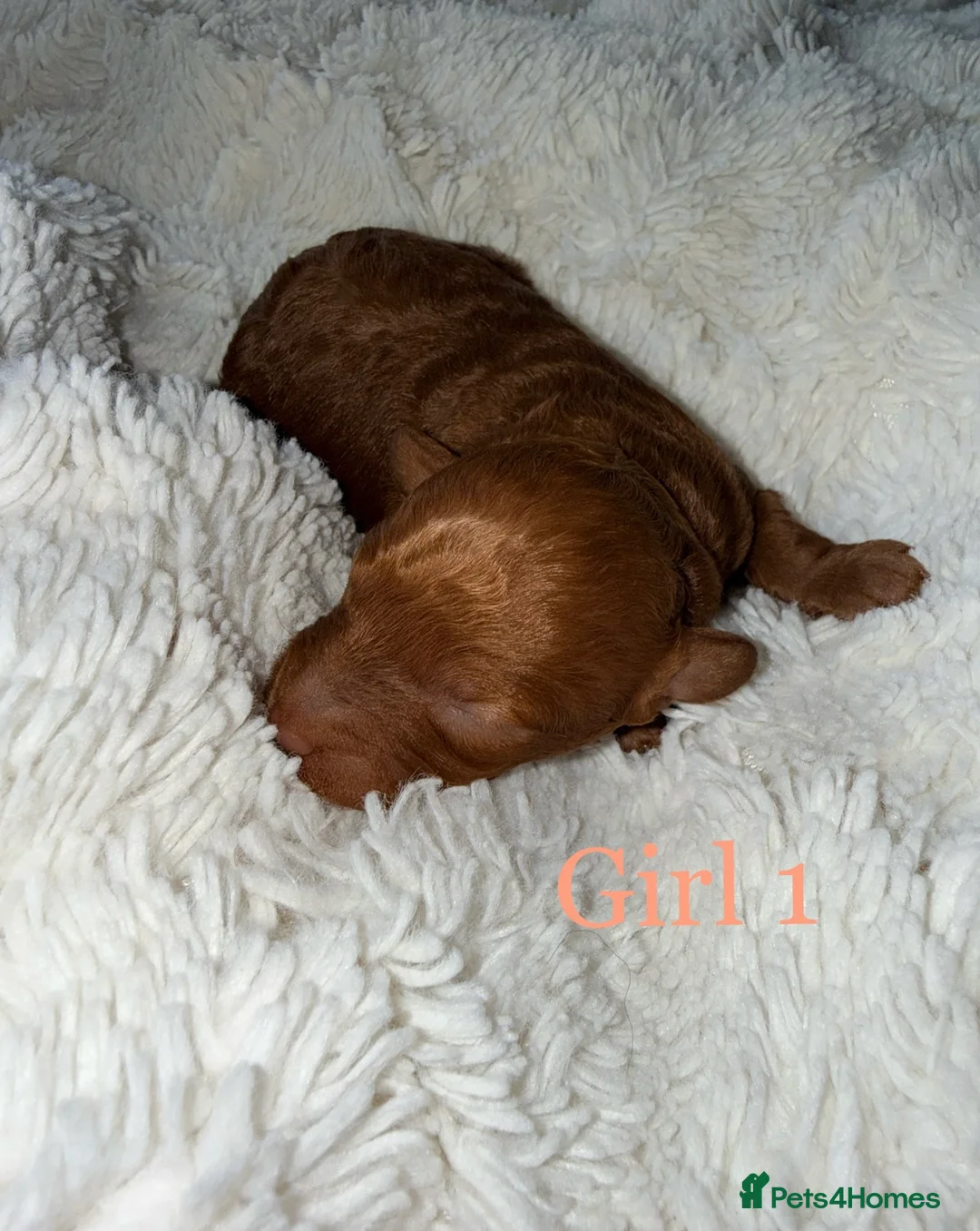 Toy Poodle dogs for sale: KC Toy Poodle puppies for sale in Nottingham - Advert 2