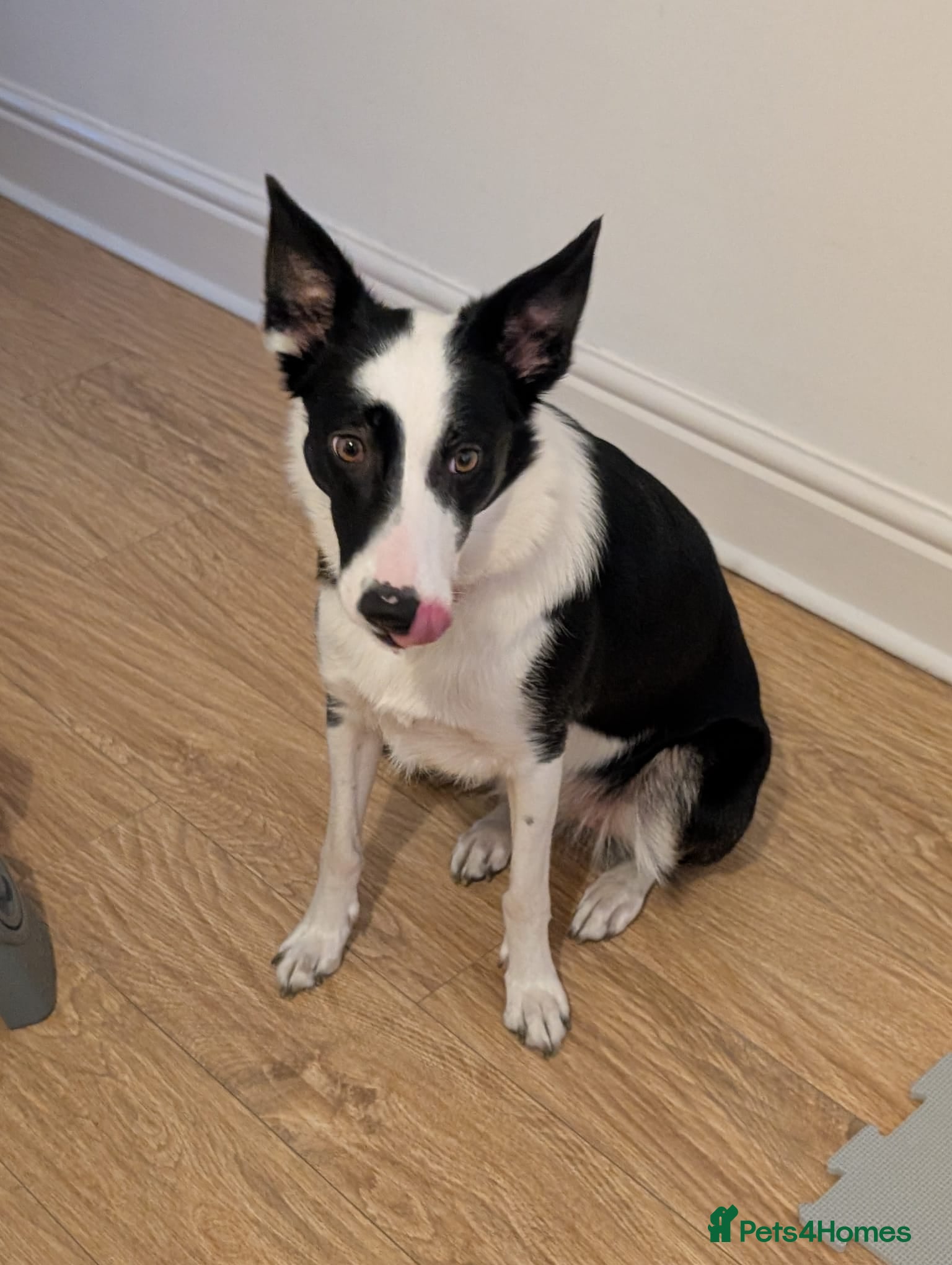 Border Collie dogs for sale: Border Collie looking for an active home  - Advert 7