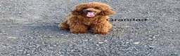 Lhasapoo dogs for sale: Gorgeous Lhasopoo puppies - Advert 7