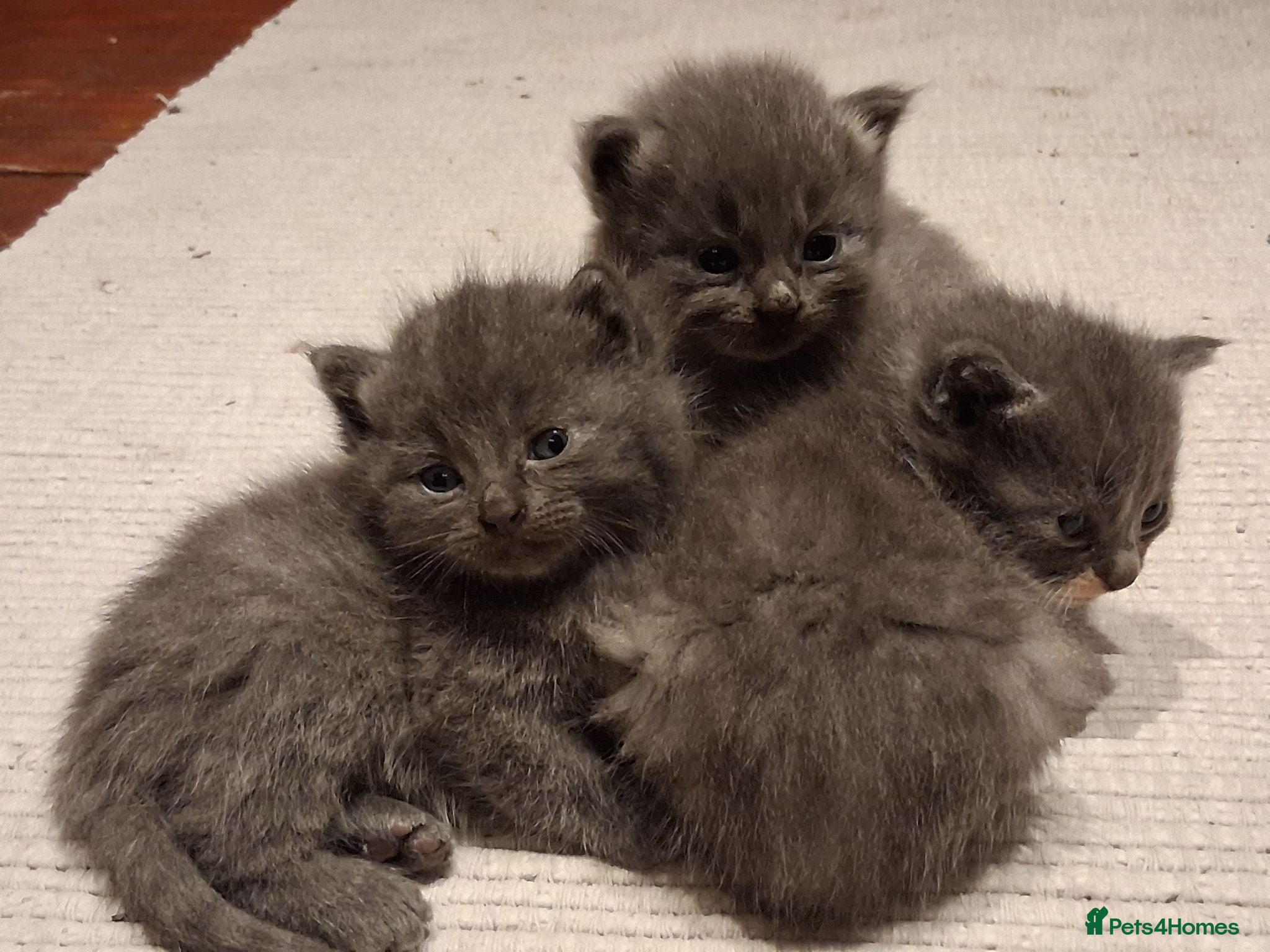 British Shorthair cats Gorgeous Fluffy Grey British Shorthaired/Long Blue - Advert 2