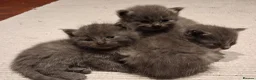 British Shorthair cats for sale: Gorgeous Fluffy Grey British Shorthaired/Long Blue - Advert 1