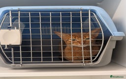 Abyssinian cats for sale: Beautiful Female Abyssinian Cat (Sorrel)  - Image 3