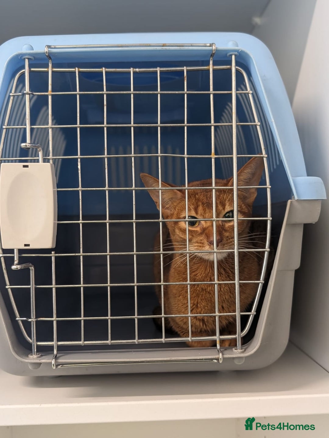 Abyssinian cats for sale: Beautiful Female Abyssinian Cat (Sorrel)  - Image 3
