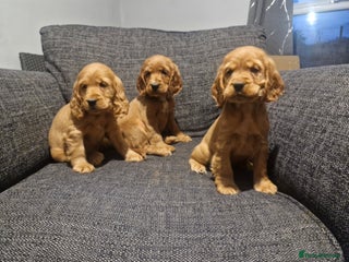 Cocker Spaniel dogs Show Type Cocker Spaniel Puppies - Advert 13
