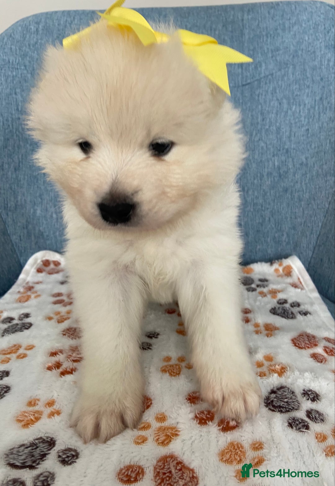 Samoyed dogs for sale: Beautiful Samoyed puppies  - Image 14
