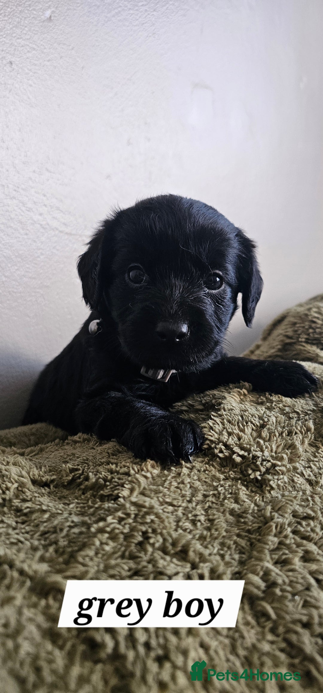 Schnoodle dogs for sale: Perfect schnoodles - Advert 32