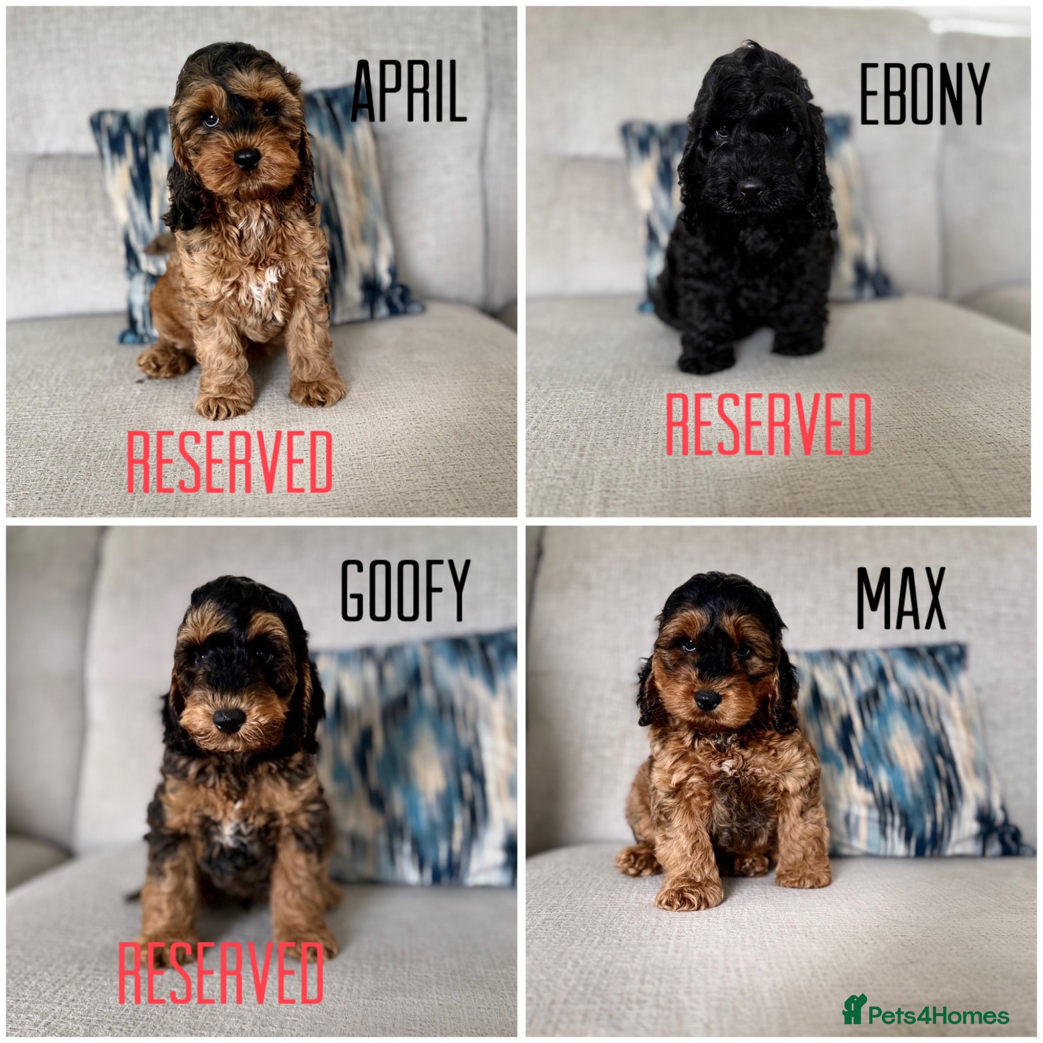 Cockapoo dogs F1 cockapoo puppies  - Advert 5