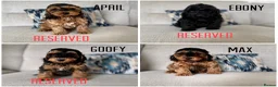 Cockapoo dogs for sale: F1 cockapoo puppies - READY NOW 1 BOY AVAILABLE  - Advert 7