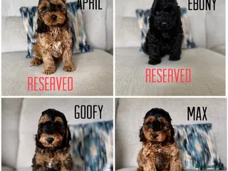 Cockapoo dogs F1 cockapoo puppies - Advert 5