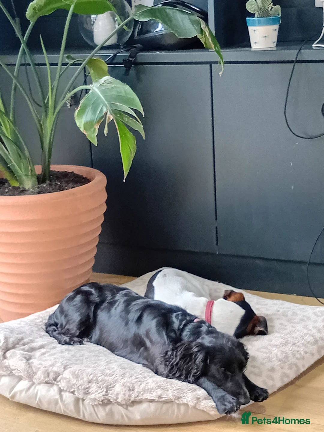 Cocker Spaniel dogs for sale: Beautiful 8 month old cocker spaniel girl  - Advert 1