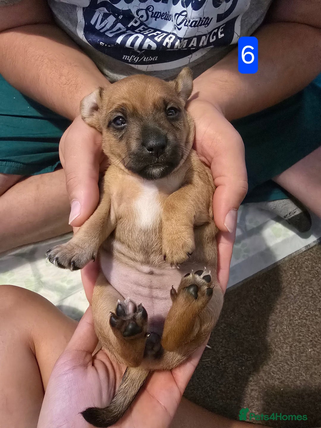 Jack Russell dogs for sale: Jack Russell puppy  - Image 20