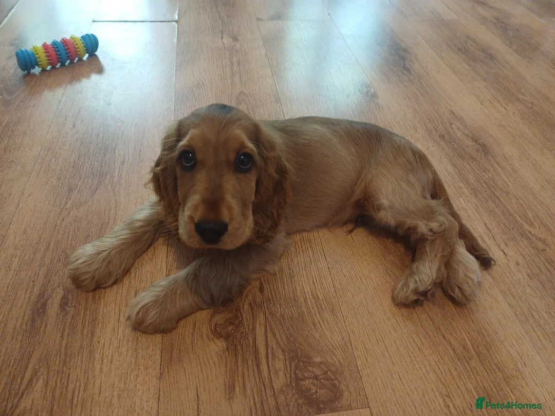 Cocker Spaniel dogs for sale: Last pup Show type cocker spaniel puppies  - Advert 2