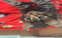 Mixed Breed cats for sale: maincoon - bengal kittens - Image 4