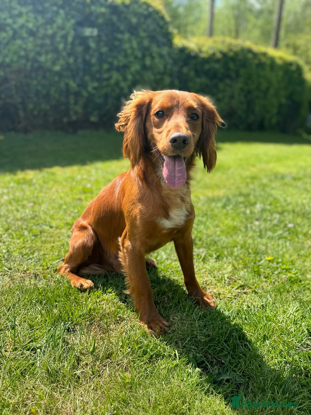 Cocker Spaniel dogs for stud: Proven Red KC REG Working Cocker Spaniel STUD in Chelmsford - Advert 8