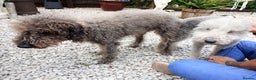 Bedlington Terrier dogs for stud:  Bedlington terrier for stud   in Chesterfield - Advert 17