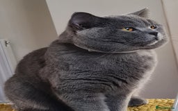 British Shorthair cats for stud: 💣👑Blue British Shorthair👑💣  in Brierley Hill - Image 2