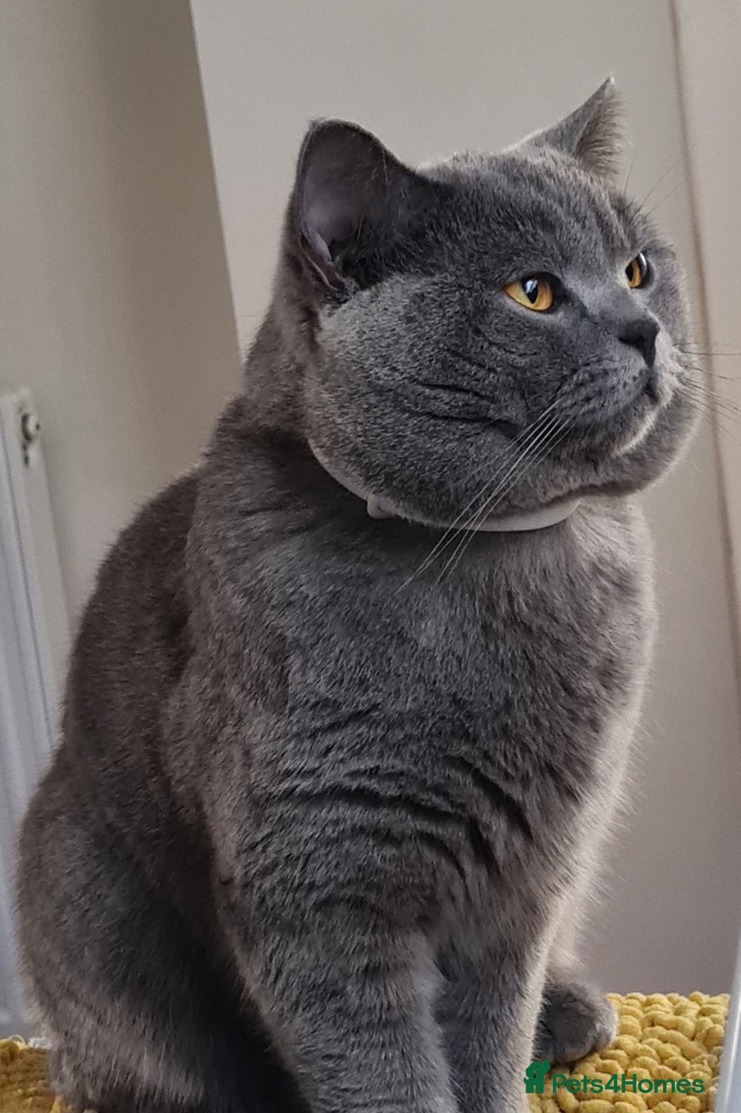 British Shorthair cats for stud: 💣👑Blue British Shorthair👑💣  in Brierley Hill - Image 2