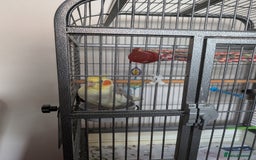 Cockatiels birds for sale: Cockatiel female 3 yrs old. Prefers out of cage. - Image 16