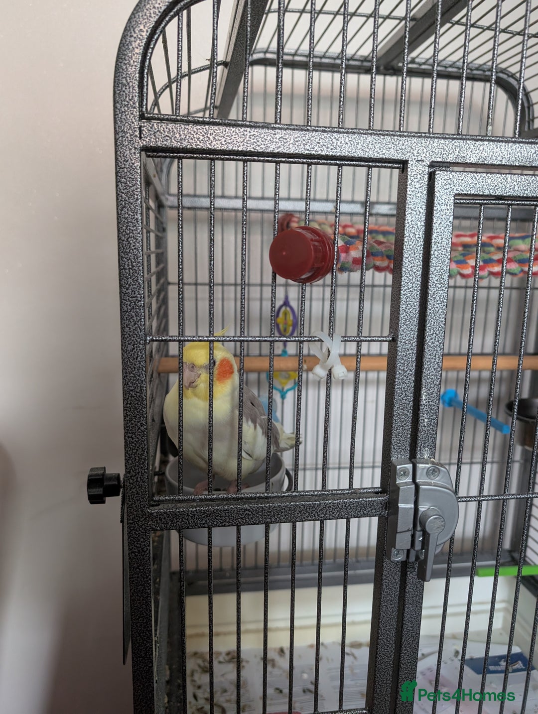 Cockatiels birds for sale: Cockatiel female 3 yrs old. Prefers out of cage. - Image 16