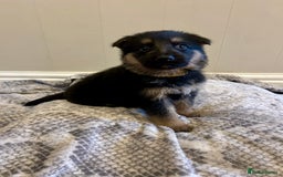 German Shepherd dogs for sale: 6 beautiful German Sheperd puppies  - Image 6