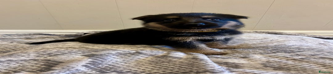 German Shepherd Puppy 6