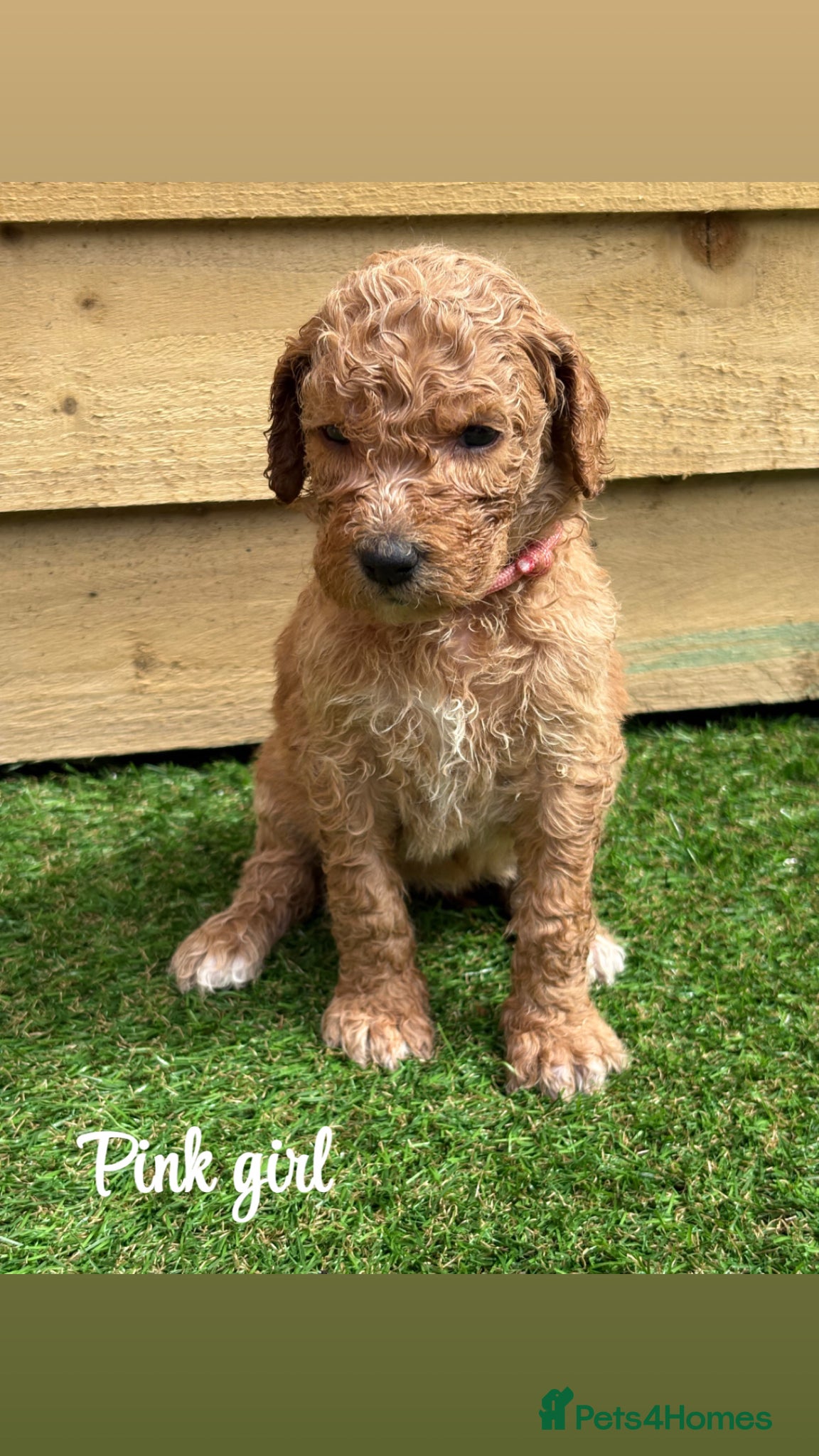 Goldendoodle dogs F1bb goldendoodle puppies  - Advert 1