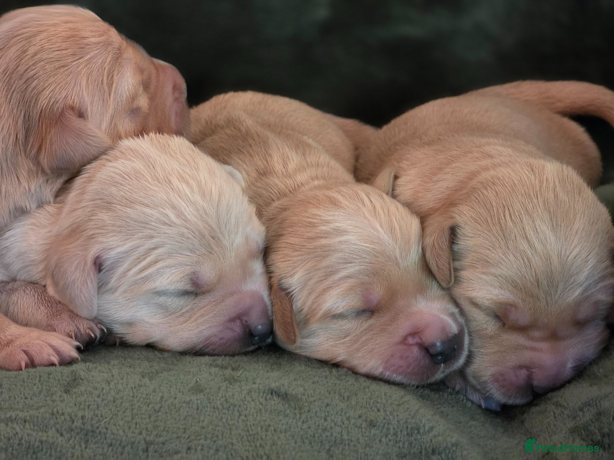 Golden Retriever dogs 🤍 Golden Retriever Puppies Raised with Love 🐾 - Advert 1