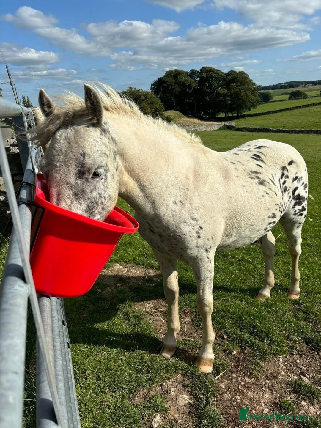 Dartmoor horses for sale: Spotty pony  in Buxton - Advert 1